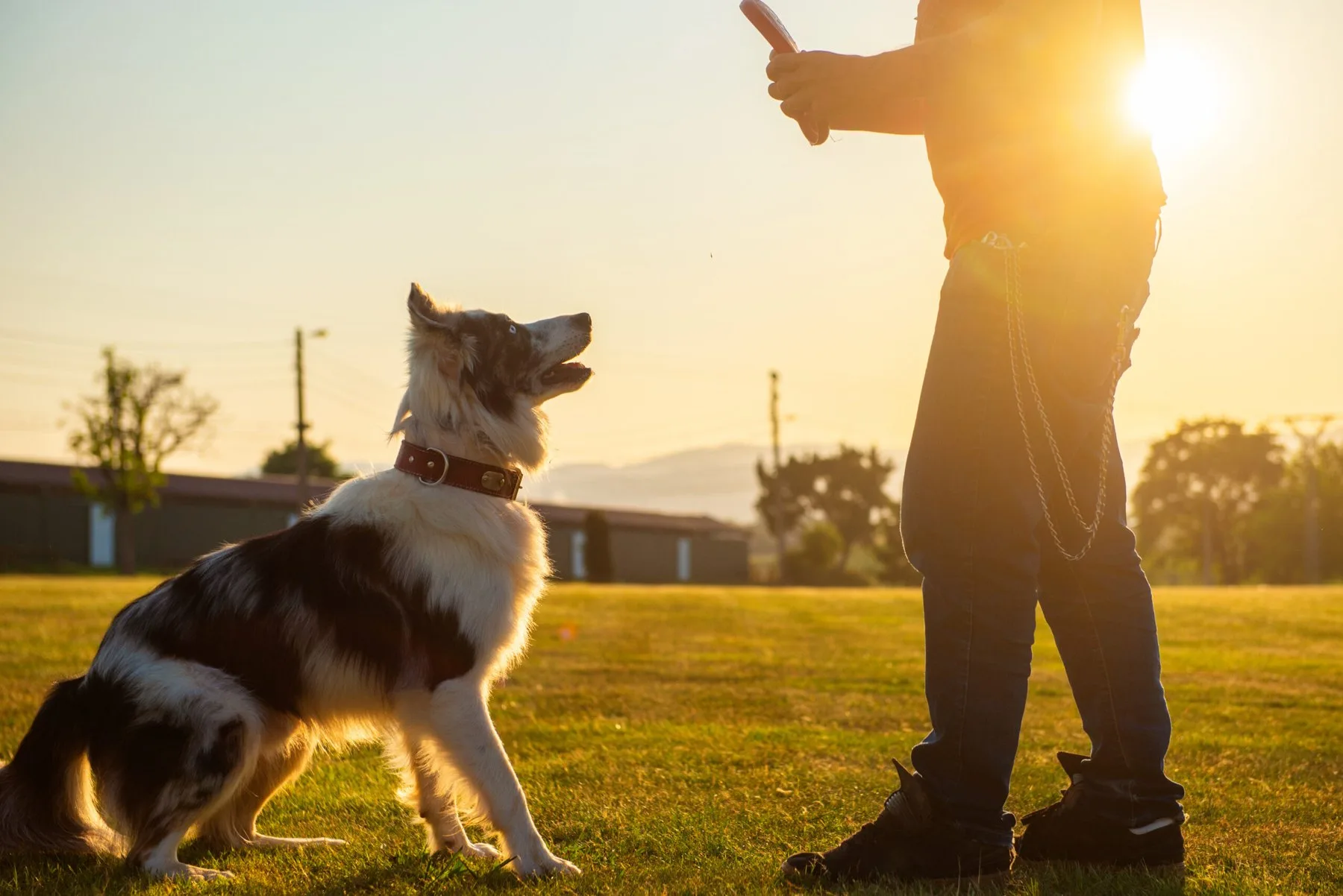 The 4 Cs of Development — Lessons from a Dog and His Trainer